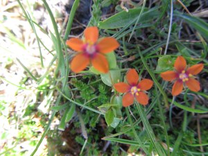 ranger pics july 001