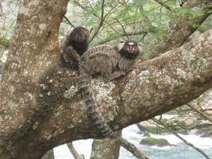 Capuchins in Rio
