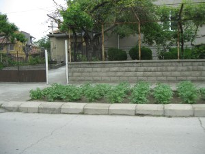 Bulgaria - Street+potatoes