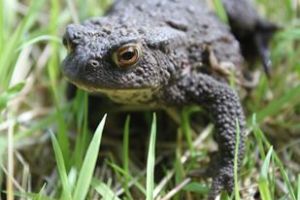 Common Toad