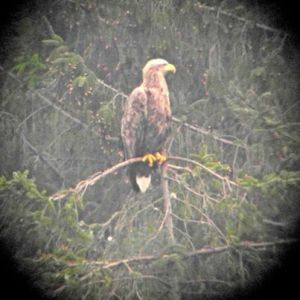 Fingal - seen through the telescope at Tiroran