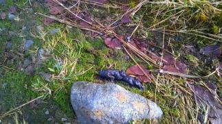 Pine marten scat found in Scallastle woodland 