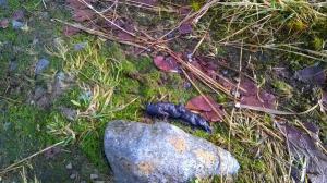 Pine marten scat found in Scallastle woodland 