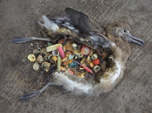 Albatross deaths due to plastic waste