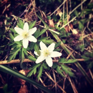 Wood anemone (Anemone nemorosa)