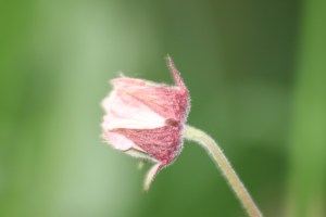 Water avens (Geum rivale)
