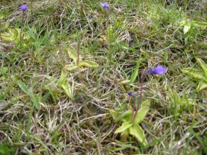 butterwort Iona