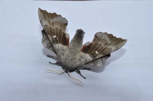 Poplar hawkmoth 