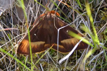 Northern Eggar