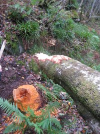knapdale beaver signs