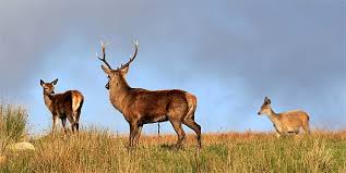 red-stag-and-hinds