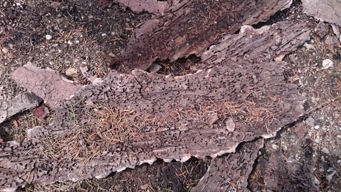 slovakia-bark-beetle-tracks