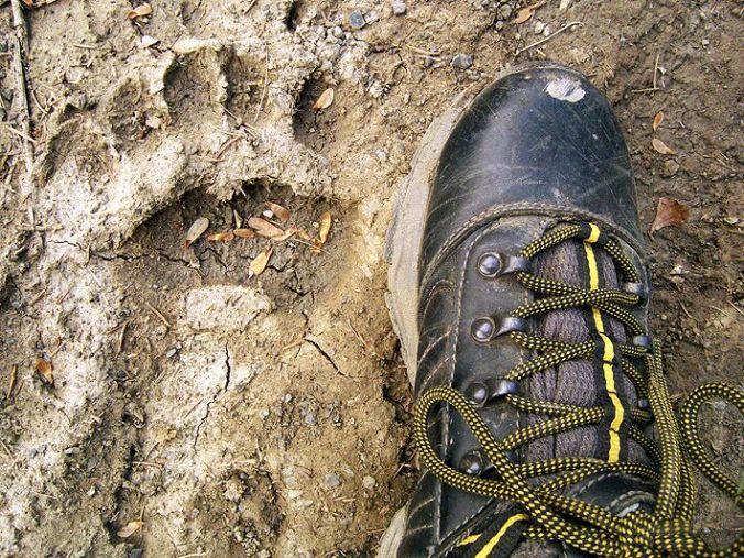 slovakia-bear-pawprint