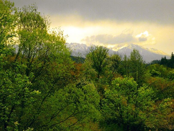 slovakia-low-tatras-forest