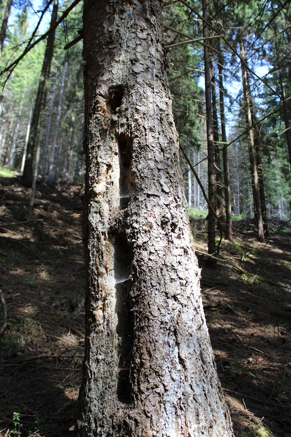slovakia-woodpecker-markings