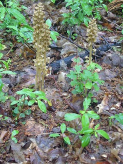 slovkia-birds-nest-orchid