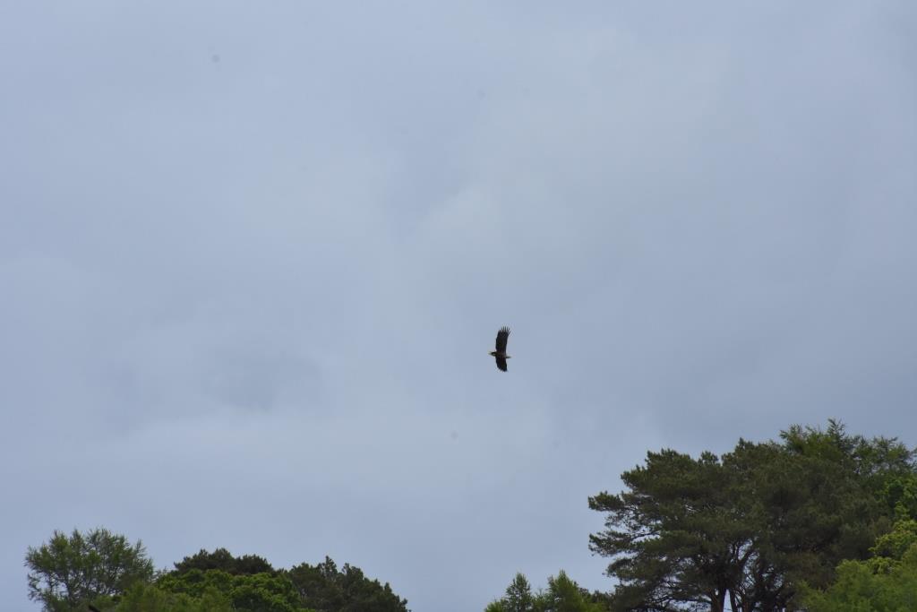 White Tailed Sea Eagle, Craignure compressed