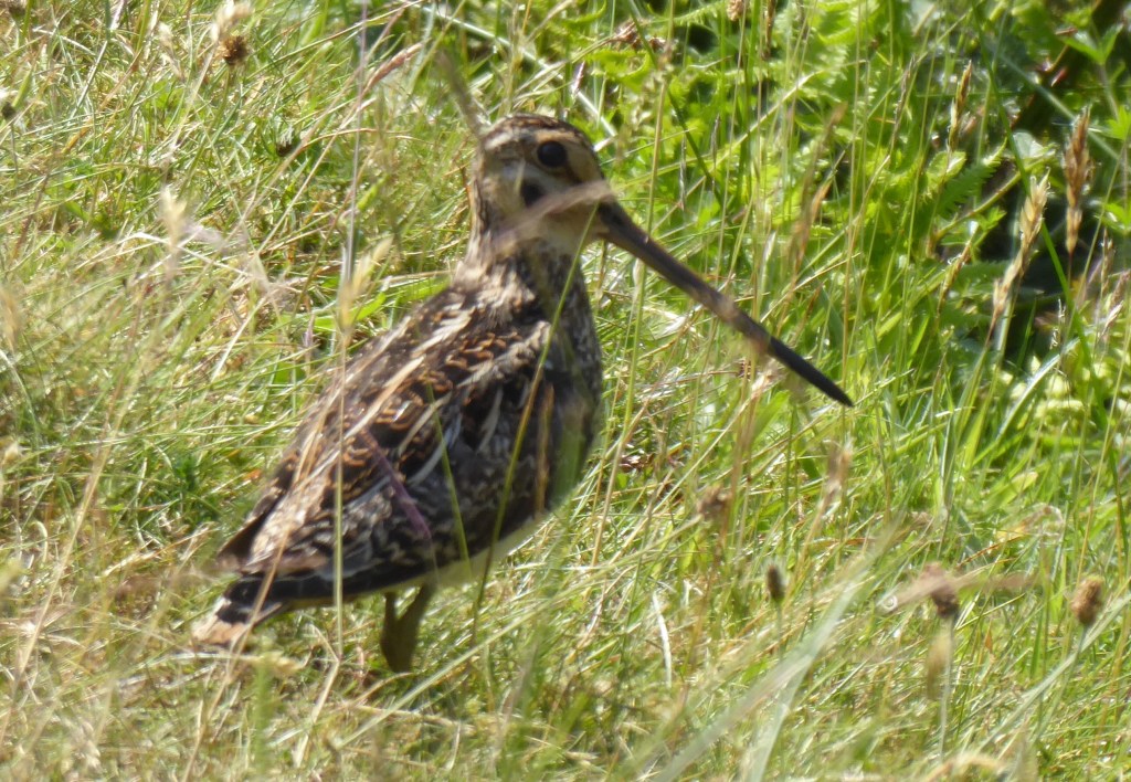 Snipe amongst grass